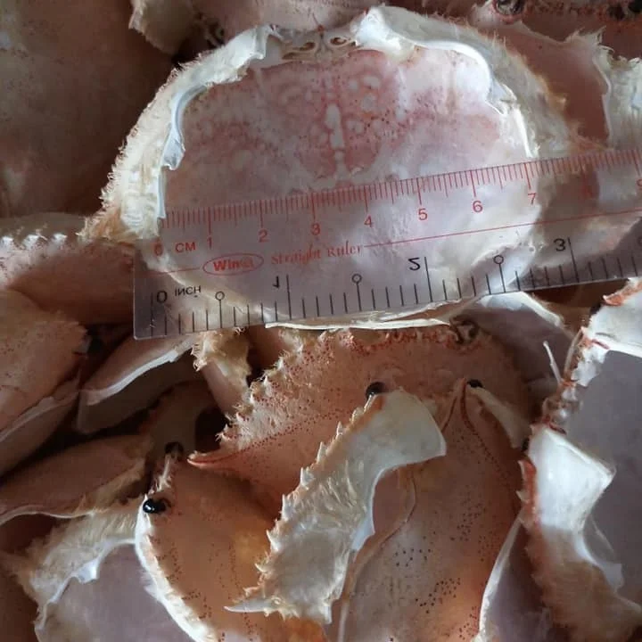 
beautiful crab shell/clean and polished crab shell/ seashell ( 0084587176063 whatsap Sandy) 