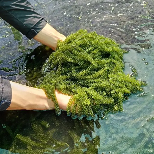  Высококачественная свежая морская Икра Премиум-качества/соленая Икра/дегидратированная зеленая W/A + 84 90 335 49 81 (Kim)