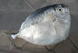 Vietnam Seafood Supplier Frozen Sea Frozen Moonfish Whole round
