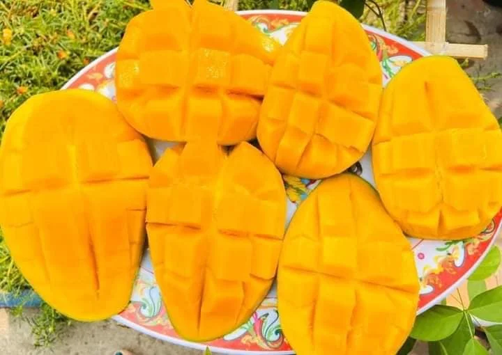 Свежее манго из Вьетнама с высоким качеством и конкурентоспособной ценой для экспорта в Европу рынок азии готов к отправке