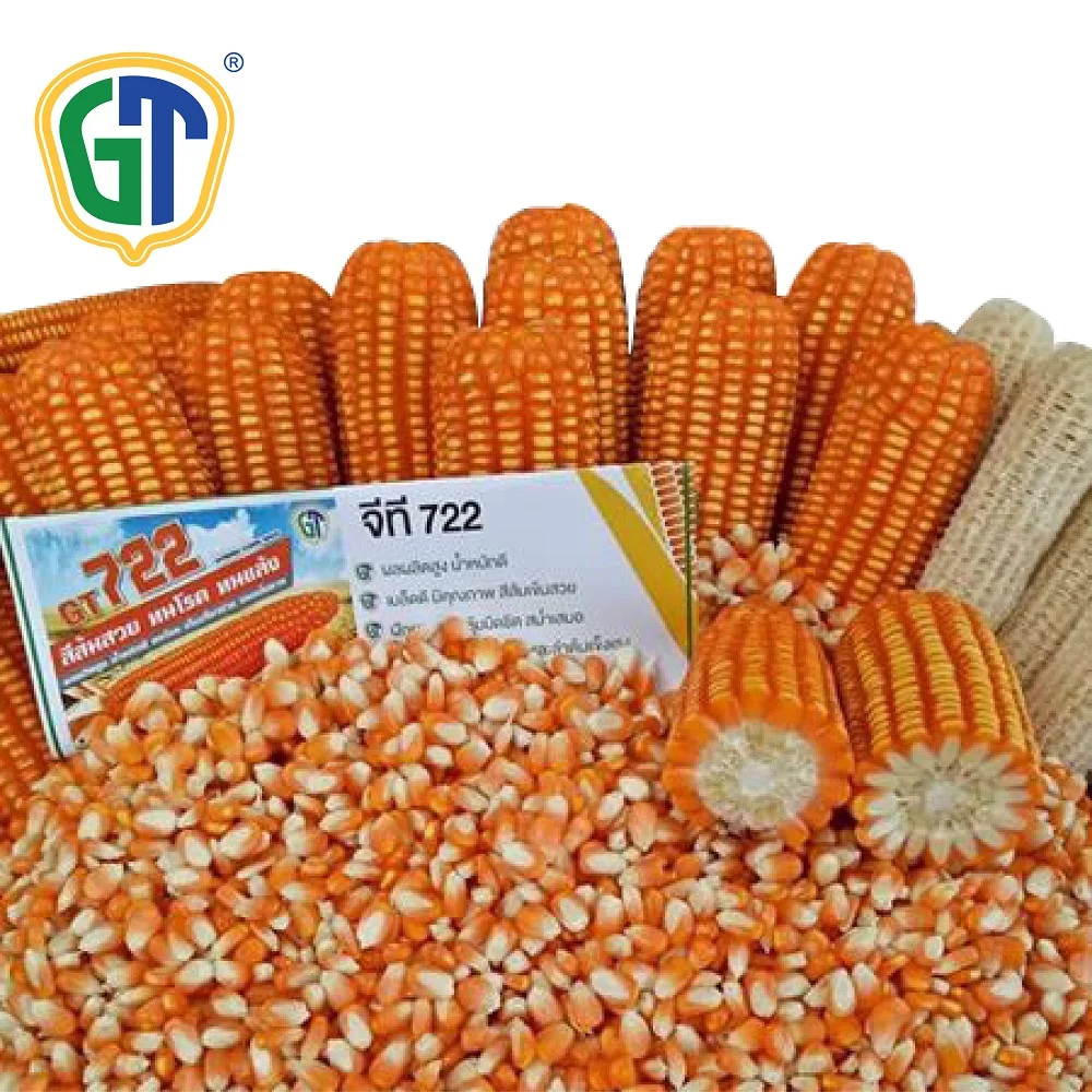 GT722 Very High Yield High Shelling Percentage F1 Hybrid Corn Seeds/Maize Seeds With Phytosanitary Certification From Thailand