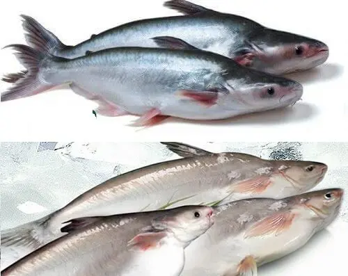 The most popular protein-rich whole basa fish, good price frozen catfish