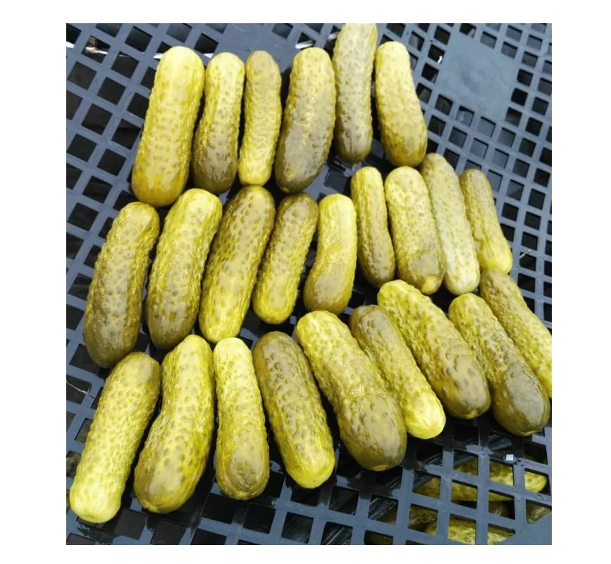 Cheap Canned pickled gherkins/fresh cucumbers gherkins/pickled gherkin vietnam
