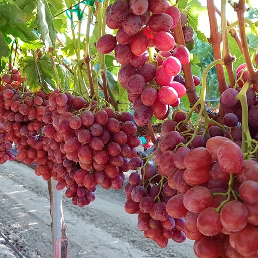 
Sweet Shine Green Grapes / Black Grapes / Red Grapes for Wholesale 100% Natural Seedless Grape Fresh COMMON Cultivation from AU 