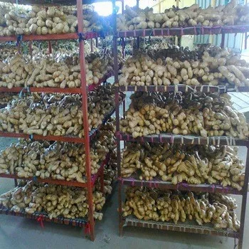 Vietnam fresh ginger New crop Best price - Holiday