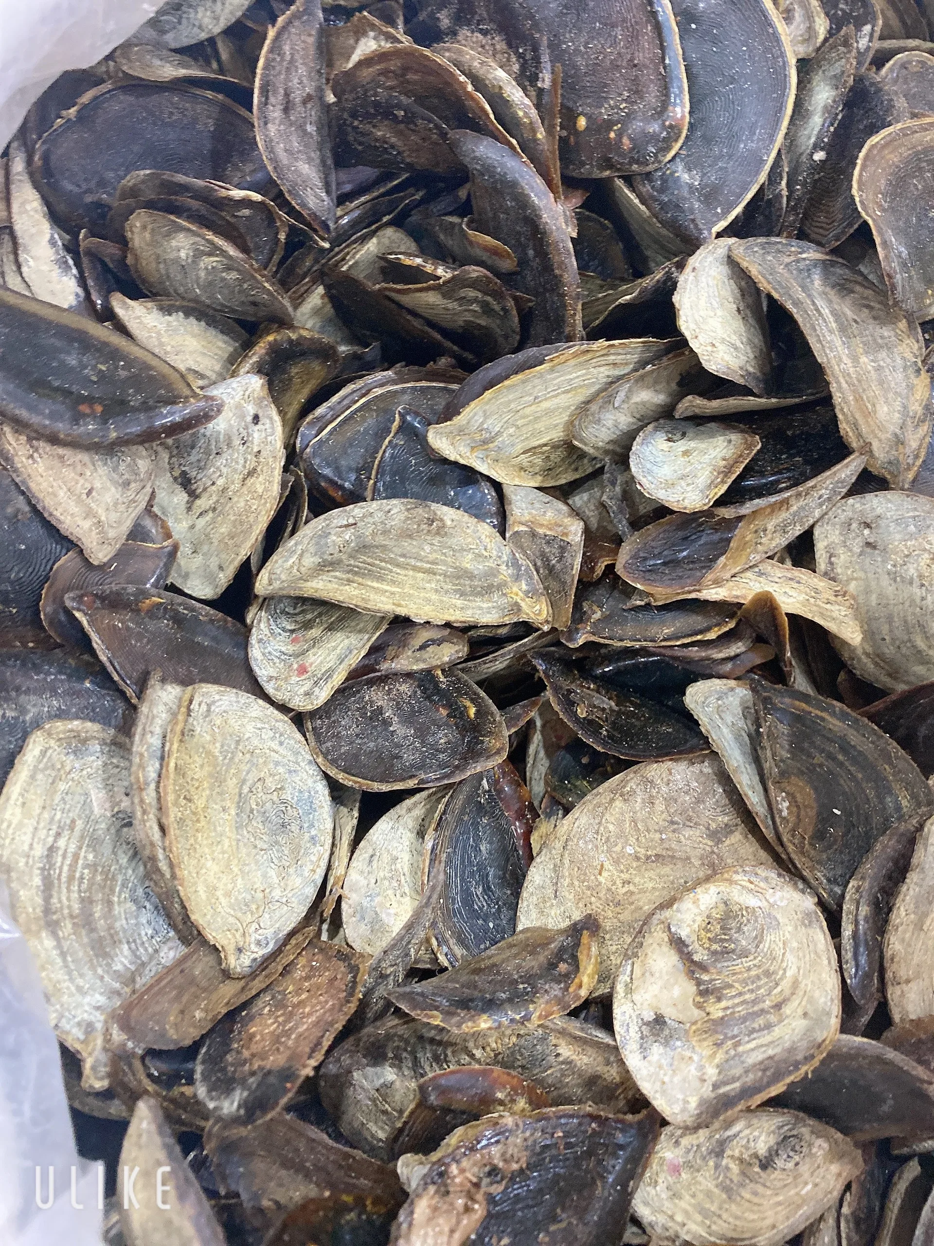 Оптовая продажа ракушка для правой руки