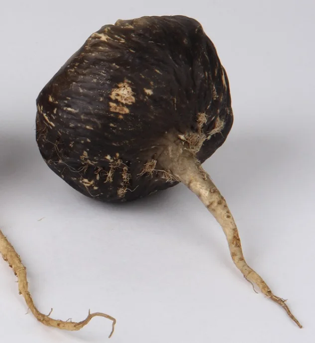 organic black maca for wholesale/ black maca powder