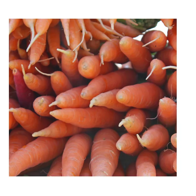 
100% Organic Natural Flavour Fresh Carrots In Wholesale Price 