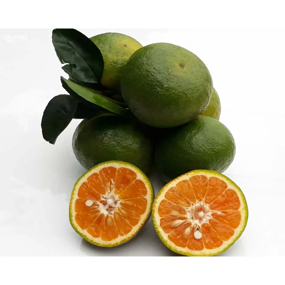 Top Grade Natural Fresh Fruit Fresh Orange Citrus Fruits From Vietnam