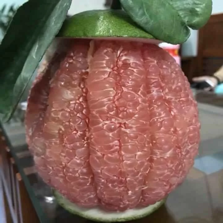 Vietnam Pomelo grapefruit best quality 2021 Contact +84932436968