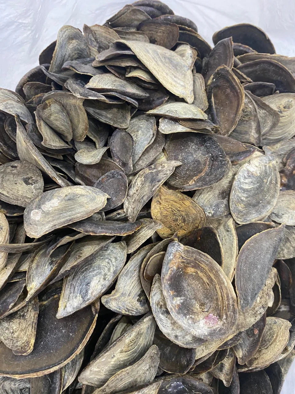 Cheap Price Dried Murex Operculum Shell Murex Operculum shells