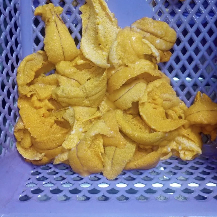 Качественный морской урчин для