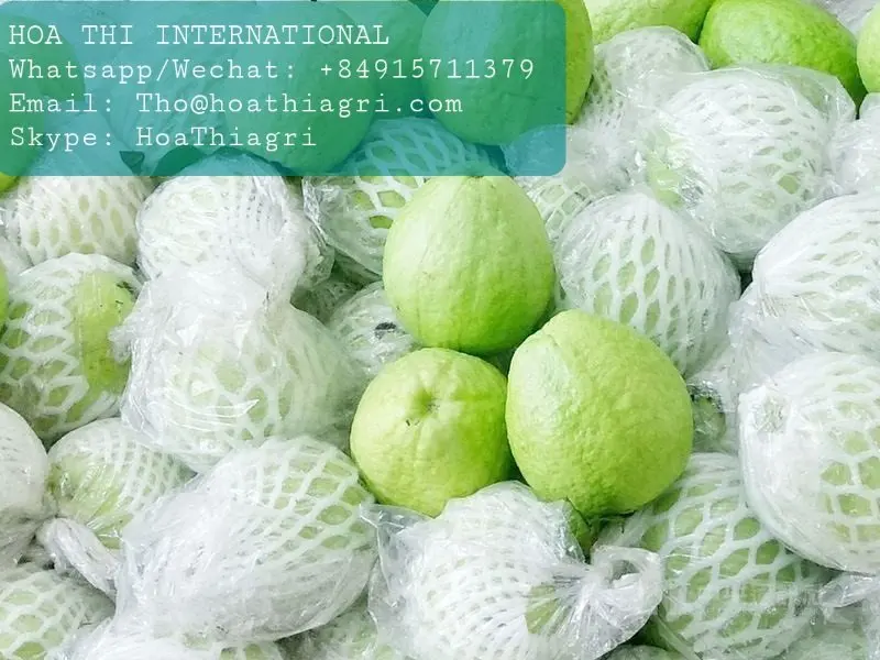 Natural Flavor Common Cultivation Type Oval - round Shape 50-70 mm Size 1Kg Fresh Vietnam Guava Cheap Price