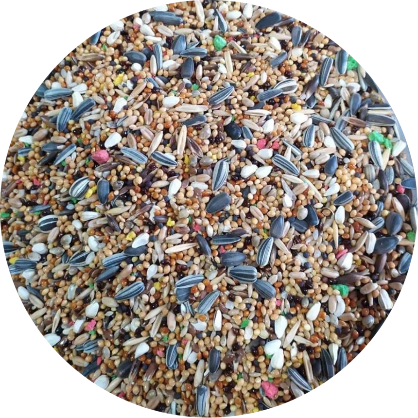 Medium Parakeet and Parrotlet Seed Mix Feed High Quality