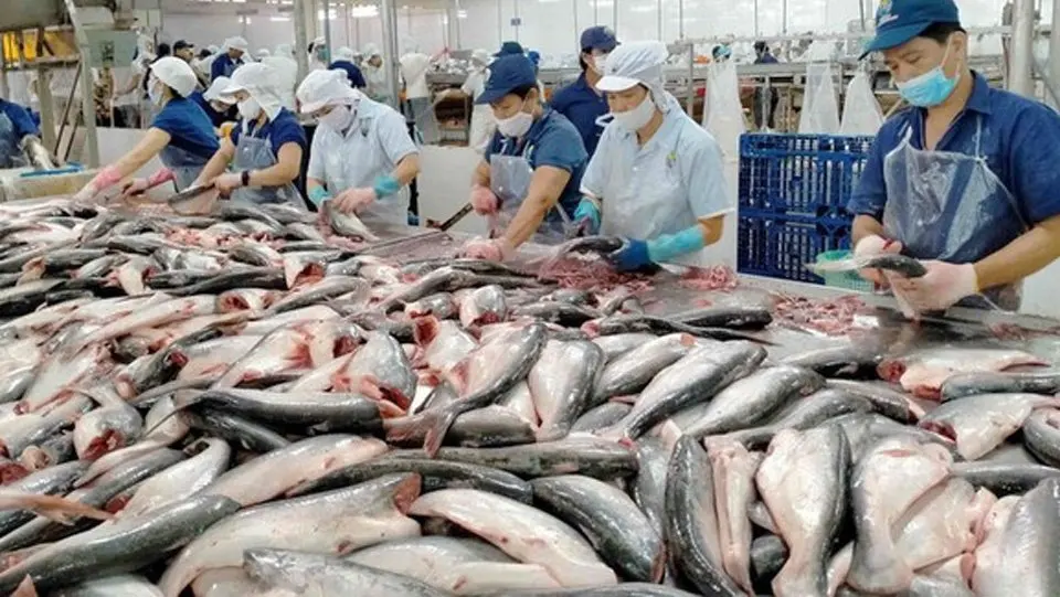 Специальные морепродукты-свежие рыбы баса без головы замороженные-pangasius Замороженные лучшее качество/праздник 84 845639639