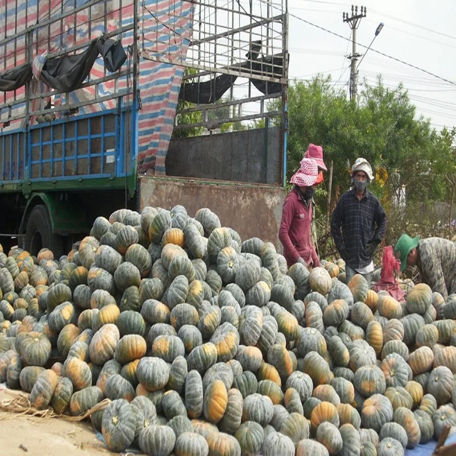 
Organic Fresh Pumpkin From Vietnam With High Quality 
