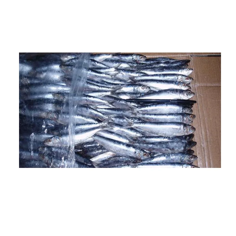 Frozen Fresh Sardine fish Seafood Wholesale Price 100% Exportable Top Quality from Indonesia