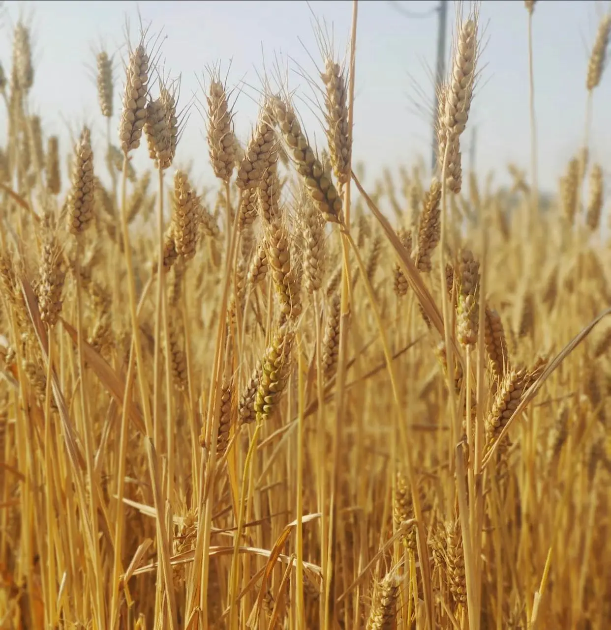 Зерно пшеницы высшего качества русское происхождение