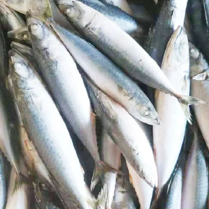 Замороженные морепродукты продукты для рыбы приманка IQF большой размер Scomber Japonicus рыба цена жирная скумбрия