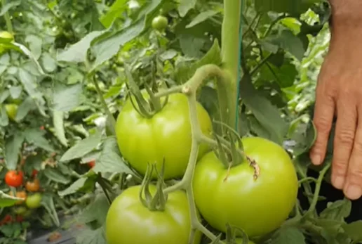 Оптовая продажа недорогие свежие огарские зеленые помидоры из Турции турецкий производитель Свежие высококачественные новые урожая