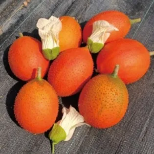 Vegan rich linseed oil Momordica Oil