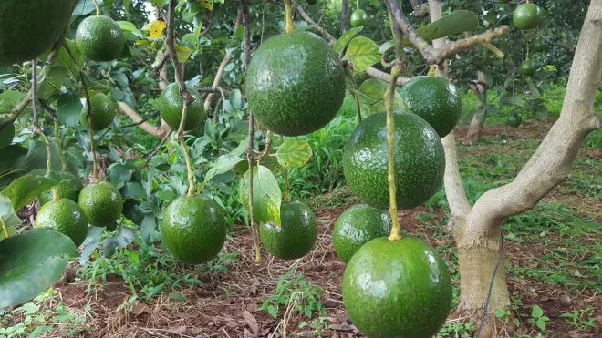 Свежий авокадо из Вьетнама для экспорта по лучшей цене стандартный высококачественный фрукт