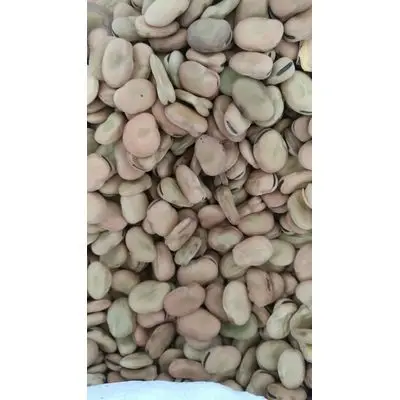 Dried Broad Beans Grade price High quality Nutritious Wholesale