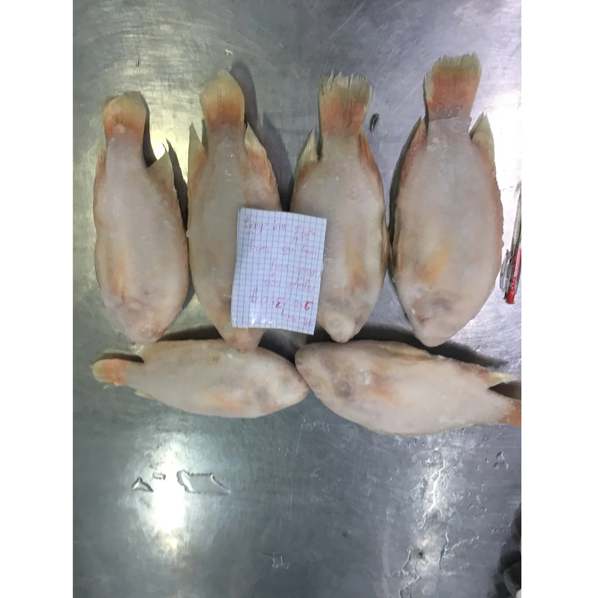 Best Selling Nature Frozen Fresh Whole Body Fillet IQF Oreochromis Spp Red Tilapia