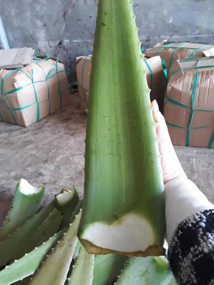 FRESH EXTRACT Vietnam Fresh Aloe Vera gel bulk  leaf organic for juice powder cleanser nature republic skin Healthy Material