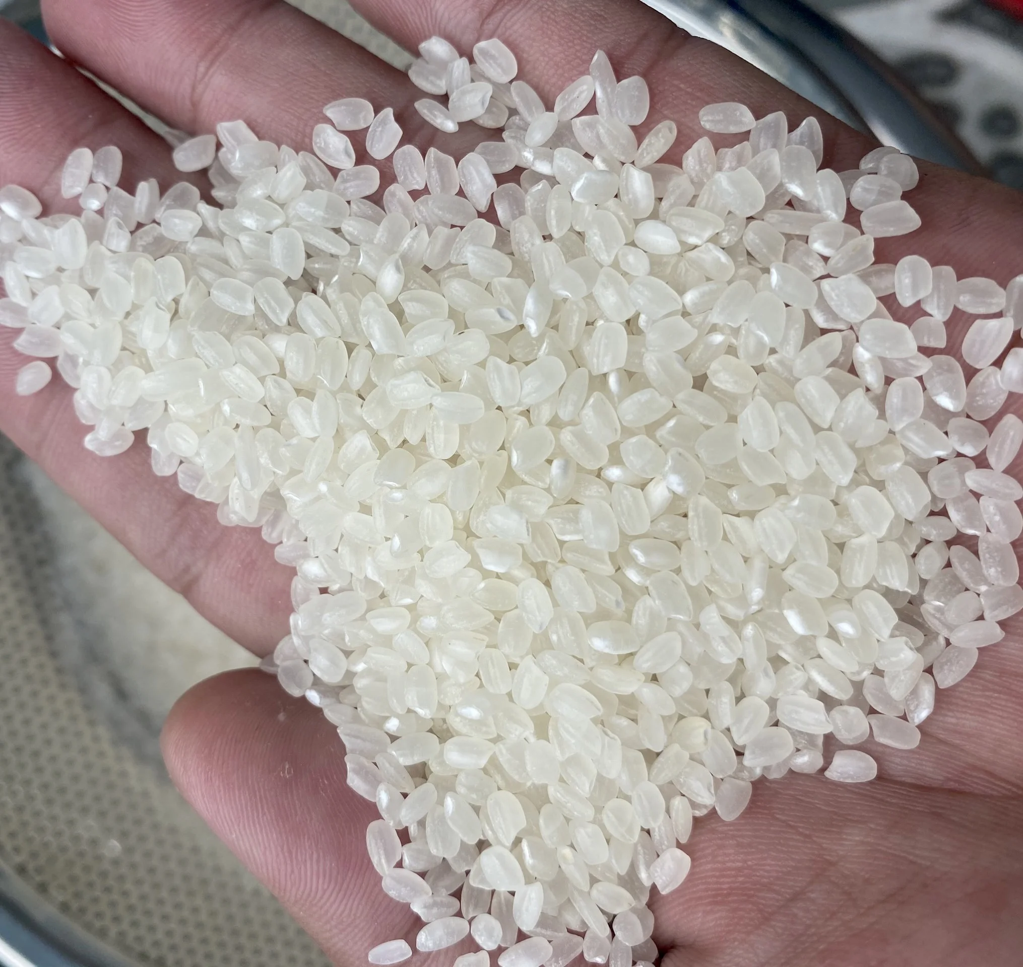 Cheapest price Vietnam Japonica rice 5% broken/ best quality// Ms Catina whatsapp +84 904 312 620