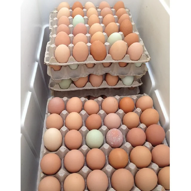 
Cheap White Fresh Chicken Table Eggs/Fresh Chicken in bulk  (1700002347143)