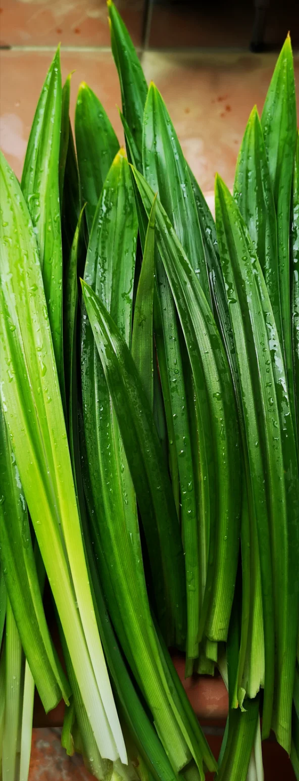 (Органический) Порошок Листьев пандана (1000 г) тайский травяной экстракт-Оптовая продажа-Индивидуальный размер упаковки и дизайна (продукт из Таиланда)