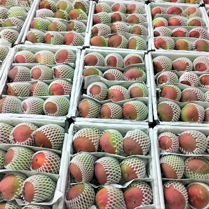 
Australia Mango fresh fruit (grown in Vietnam)- Premium, high quality, clean farming, VietGap, prestige, attractive price 