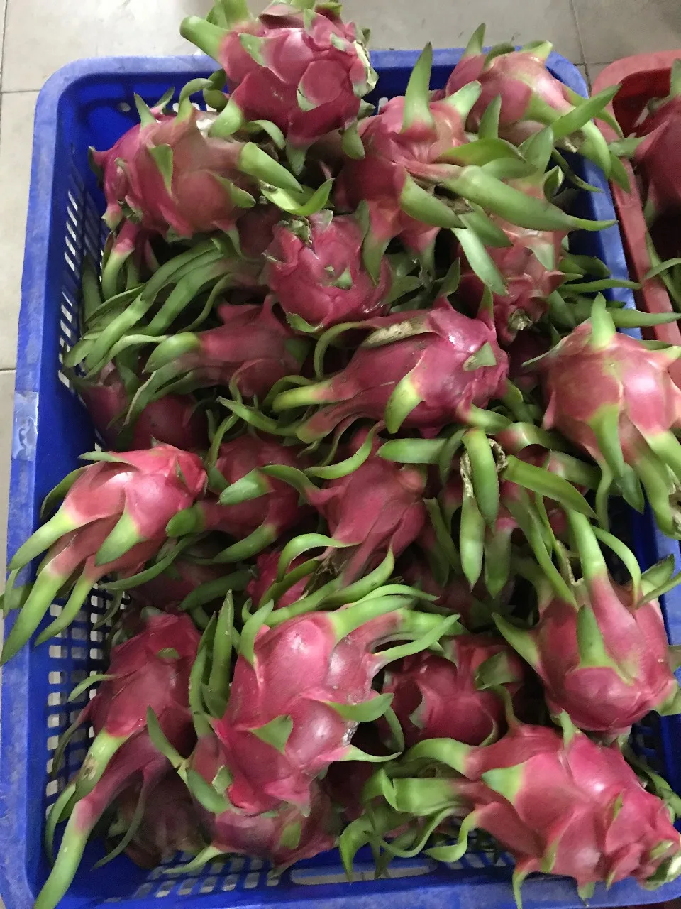 Высококачественный красный/белый плод дракона/Ханна + 84 382 369 818