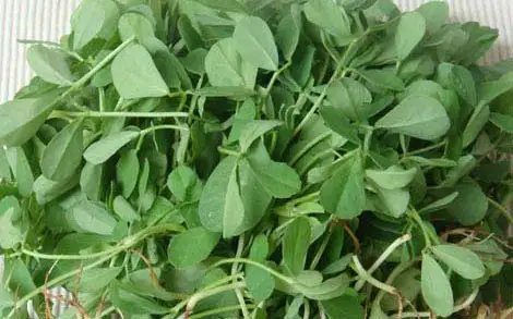 Свежие листья метиса/греческие пажитника/свежие листовые овощи!