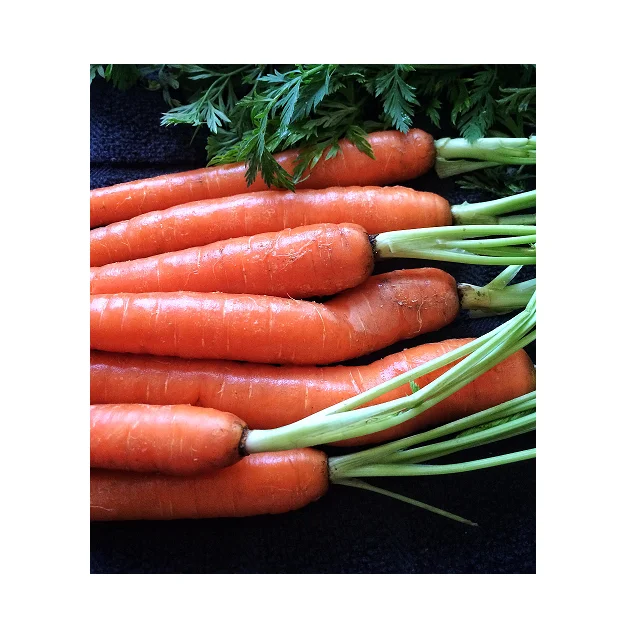 
100% Organic Natural Flavour Fresh Carrots In Wholesale Price 