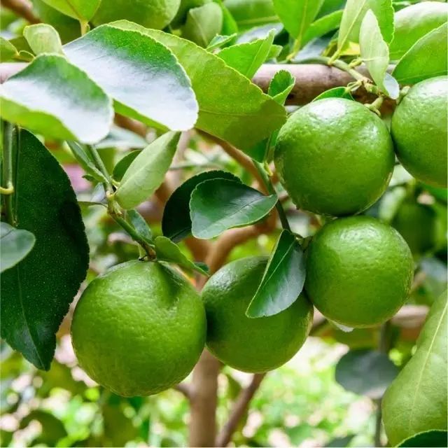 100% Maturity Round Green Seedless Lemon/ Seedless Lime With Sour Flavor To Make Delicious Food and Beverage/Vietnam Green Lemon