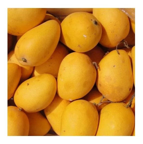 Best Seller Of Fresh Mangoes At Low Prices