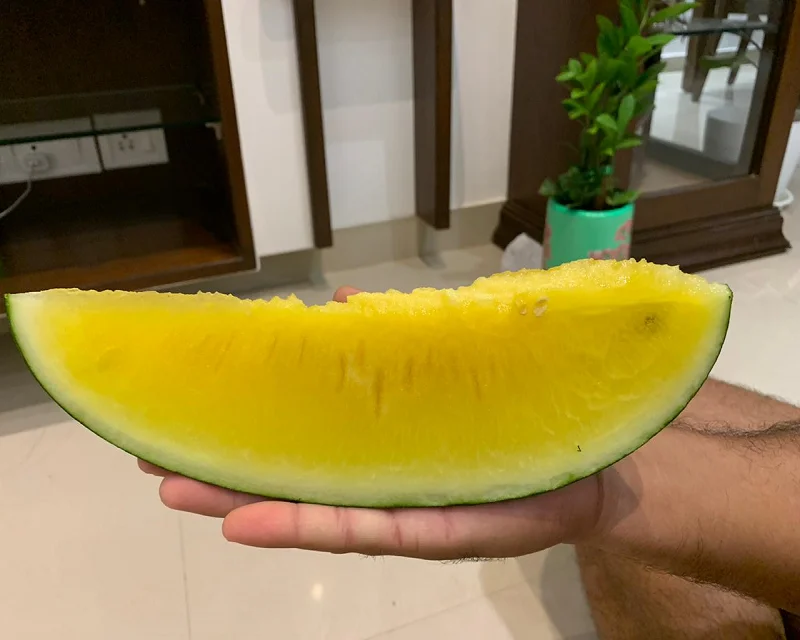  Гибридные семена арбуза «желтый ангел» по оптовой цене