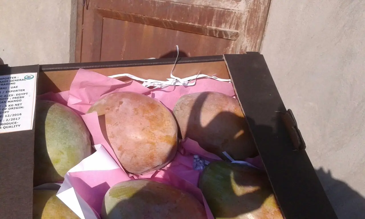 Egyptian Unique MANGO Fruit