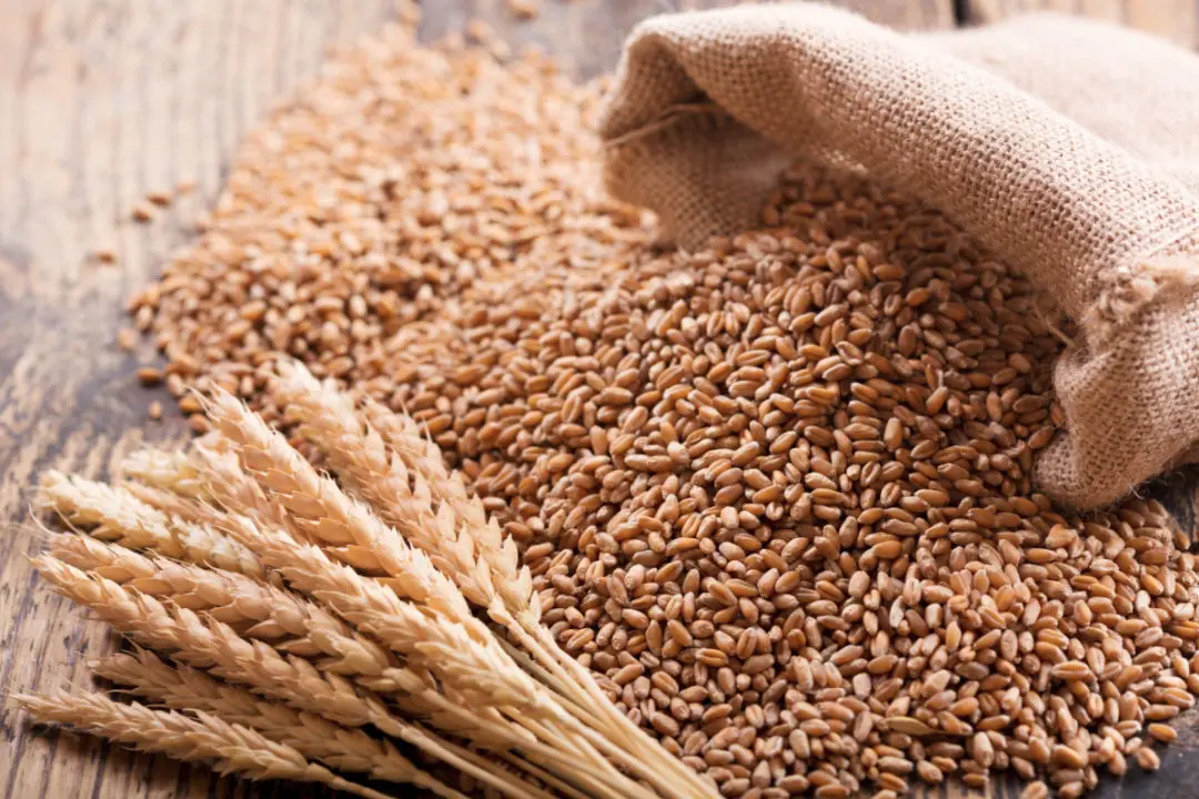 Premium Indian Quality Durum Wheat