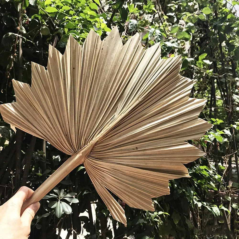 Красота декор с сушеной ладонью Высокое качество Вьетнам 99 Золотой данные