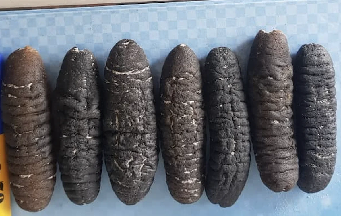 Best Quality Price Black Teat Dried And Frozen Natural Sea Cucumber For Export Gamat Natural Health Benefit Seafood