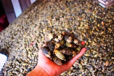 Лучший поставщик лидер продаж 2021 заводская цена орехи Betel/орехи Areca новый сезон сделано во
