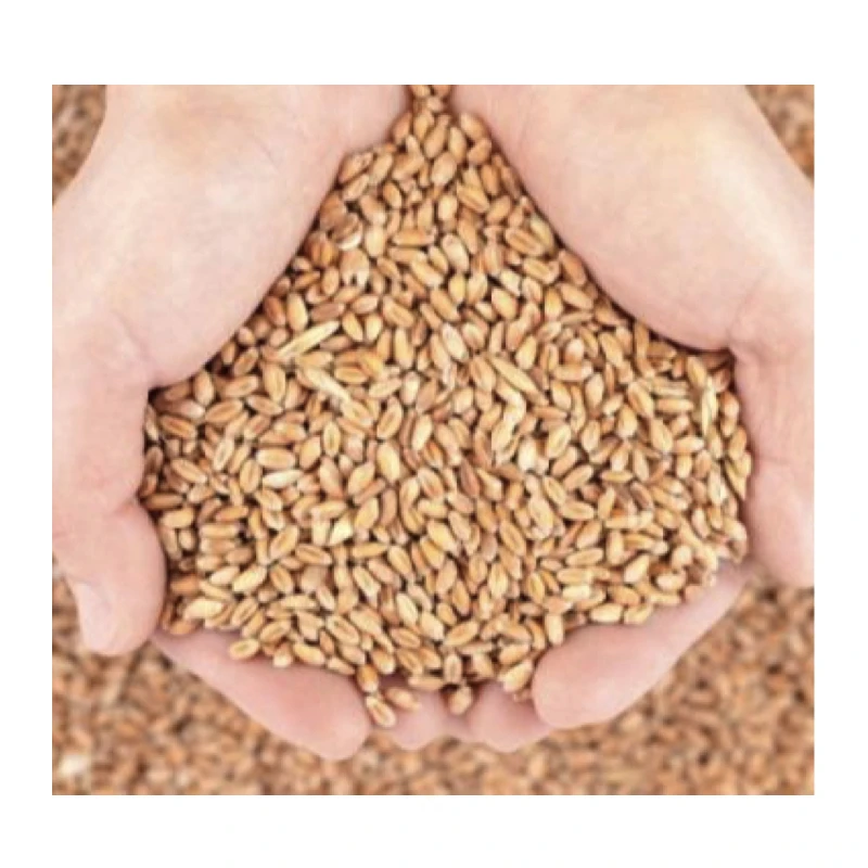Top Quality Wheat Grains /durum Wheat In Bulk Supply