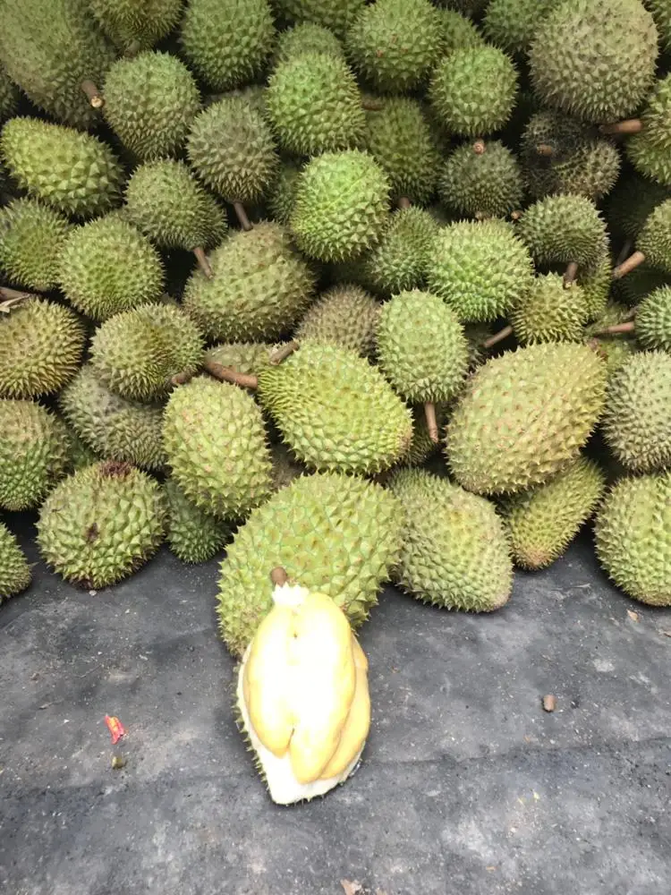 
Fresh fruit DURIAN with high quality 