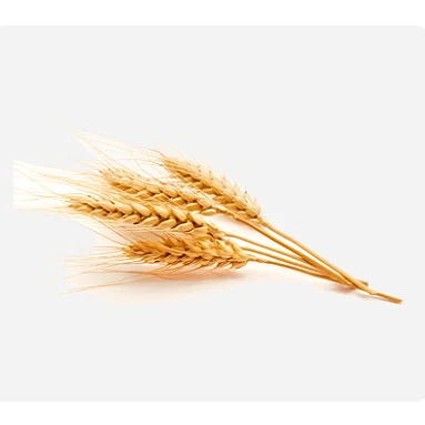 Лучшая рыночная цена зерно пшеницы оптом 100% чистое и питательное купить у индийского