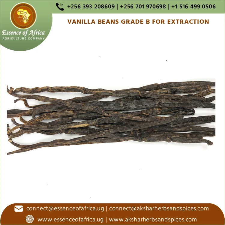 Подлинный экспортер продажа лучшее качество 100% чистый черный цвет Ванильные бобы класса B