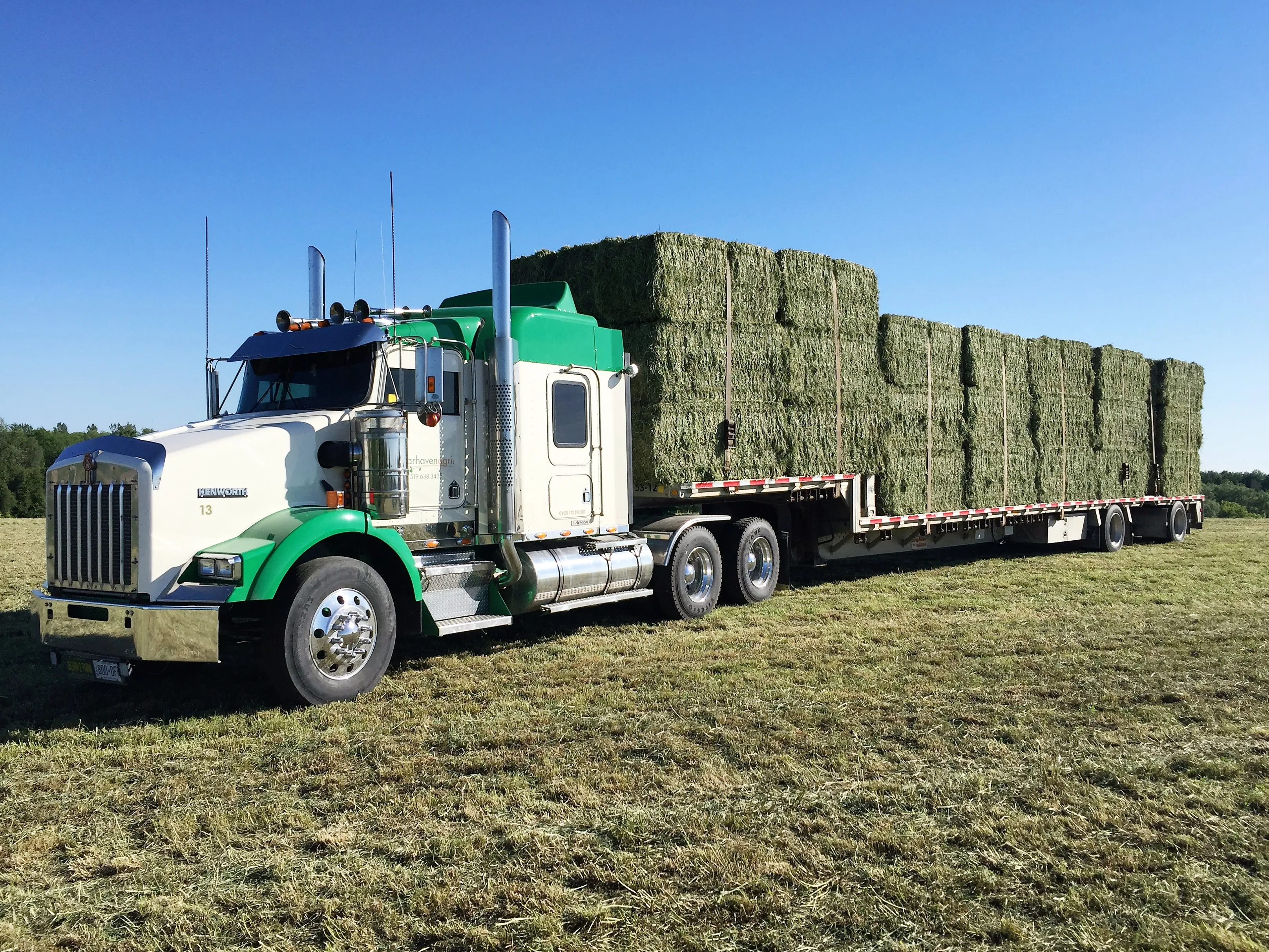 Green Alfalfa Hay For Animal