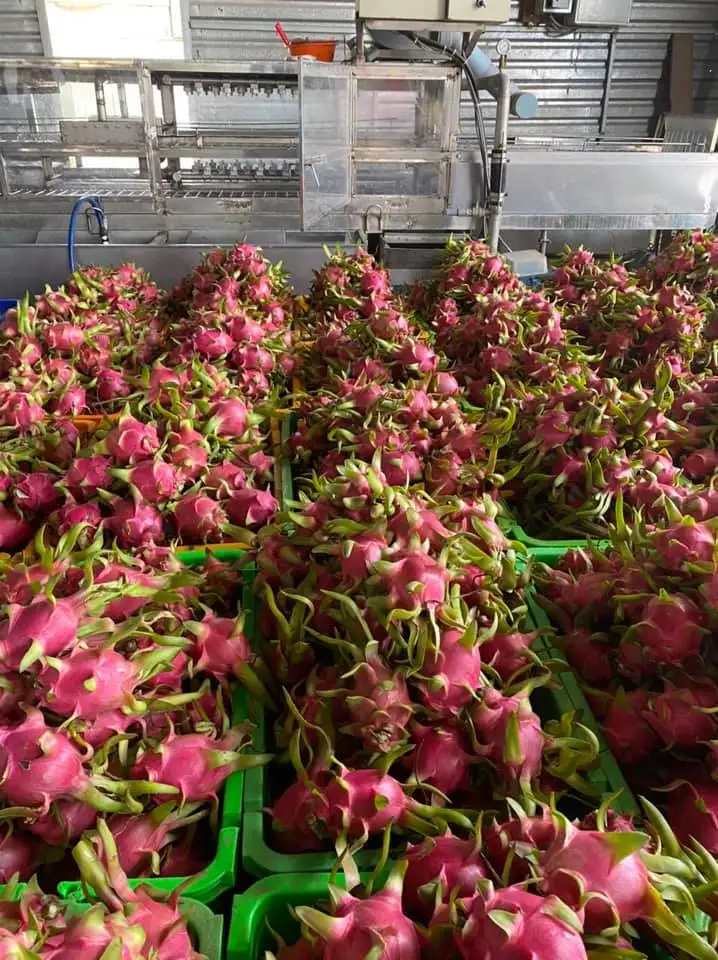 Fresh Red Dragon Fruit Export wholesale High Quality (Certification: GAP, HACCP...) - 100% Organic